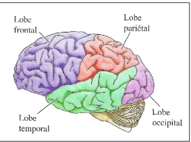 Figure  7.  Les  structures  cérébrales.  Le  pont,  le  bulbe  et  le  mésencéphale  représentant ensemble le tronc cérébral, la moelle épinière, le cervelet, le diencéphale  et  les  hémisphères  cérébraux  constituent  les  parties  principales  du    s