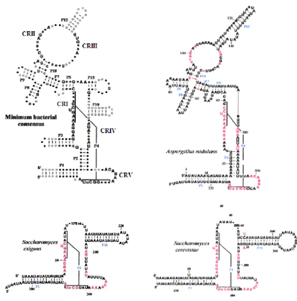 Figure  I.  7  Modèles  des  structures  secondaires  du  consensus  bactérien  et  des  P- P-ARN  de  la  mtRNase  P  chez  les  ascomycètes  A