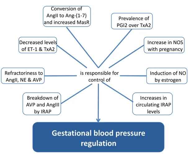 Figure 2 : Regulators of gestational blood pressure control 