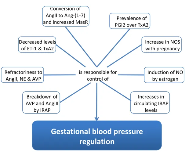 Figure 2 : Regulators of gestational blood pressure control 