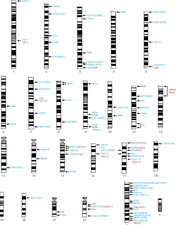 Figure 1-2 : Idéogramme des chromosomes humains avec des loci génomiques  responsables de déficience intellectuelle syndromique et non syndromique