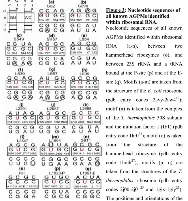 Figure 3: Nucleotide sequences of  all known AGPMs identified  within ribosomal RNA.  
