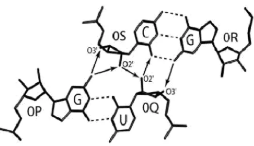 Figure 6: Hydrogen bonds network at the central part of the AGPM arrangement. 