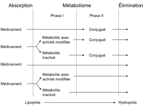 Figure 7 : Implication des enzymes de phase I et II dans le métabolisme des  médicaments 