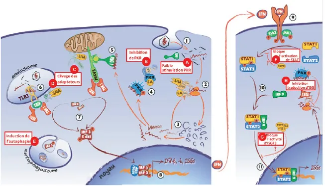 Figure 1.3 :  Le VHC et la réponse immunitaire innée (adaptée de Thimme et al. 2012).         Lors  de  l’infection,  le  VHC  entre  dans  la  cellule  (1),  est  décapsidé  et  l’ARN  génomique  (+)  est  traduit  produisant les protéines virales en gran
