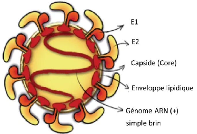 Figure 1.7  : Particule virale du virus de l’hépatite C (adaptée de Thimme et al. 2012)