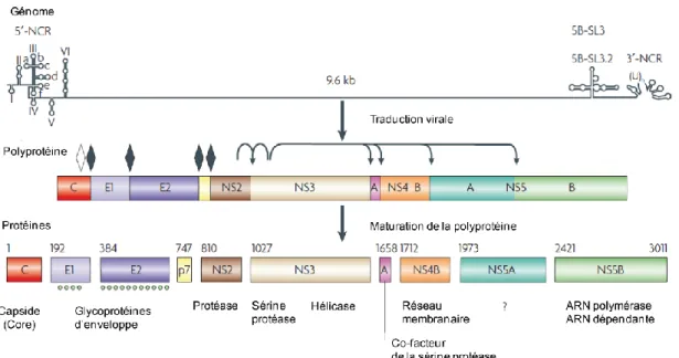 Figure 1.8 :  Le génome et les protéines du VHC (adaptée Moradpour et al. 2007).          Le génome du virus de l’hépatite C est un ARN simple brin de polarité positive et de 9,6 kb