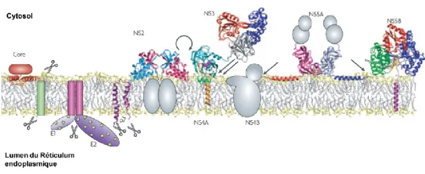 Figure 1.9  : Les protéines du VHC localisées à la membrane du RE (adaptée Moradpour et al 2007)
