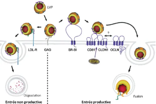 Figure  1.11  :  Modèle  de  l’entrée  du  VHC  dans  la  cellule  hôte  (adaptée  Ploss  and  Dubuisson  2012)