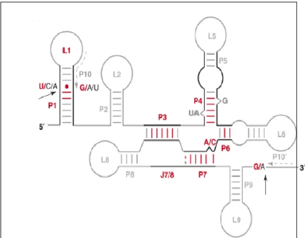 Figure 7. Structure secondaire consensus d’un intron de groupe I mitochondrial. On voit  les segments appariés P1-P10, les séquences des boucles L (loop) et de jonctions entre  domaines (J7/8) (Lang, et al., 2007)
