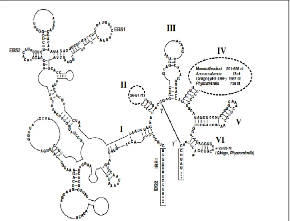 Figure 8. Structure secondaire d’un intron de groupe II mitochondrial chez les plantes