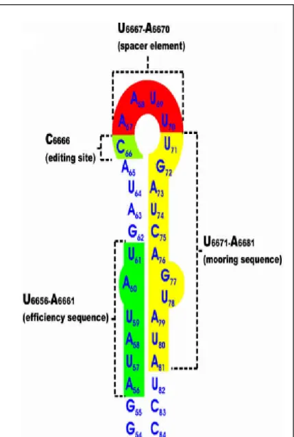 Figure 9. Structure tige-boucle de la séquence entourant la cytidine à éditer en position  6666 dans l’ARNm du gène apoB de l’homme (Maris, et al., 2005)
