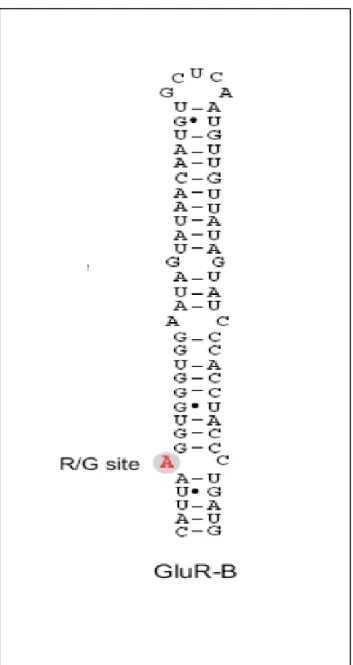 Figure 10. Structure secondaire de l’ARNm du gène de la sous-unité β du récepteur Glu  chez l’homme