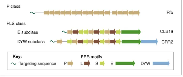 Figure 11. Les différentes classes et sous-classes des PPRs (Schmitz-Linneweber &amp; Small,  2008)