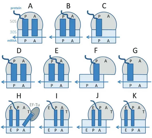 Figure 2. Models of the ribosome translocation