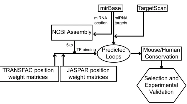 Figure	
  3-­‐1	
  Schematic	
  representation	
  of	
  the	
  computational	
  approach	
  used	
  to	
  predict	
  miRNA/TF	
   auto-­‐regulatory	
  loops.	
  