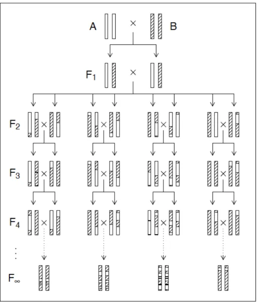 Figure 1.3 – Représentation schématique de la génération de souches recombinantes consanguines