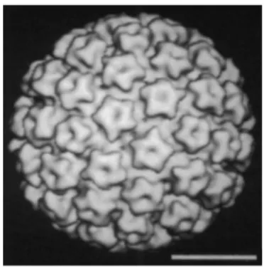 Figure 1.4. Image de la capside virale des papillomavirus. 