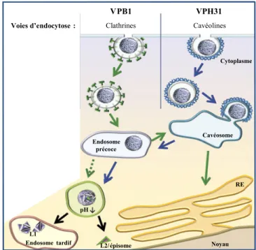 Figure 1.5. Représentation des voies d’entrée virales par endocytose. 