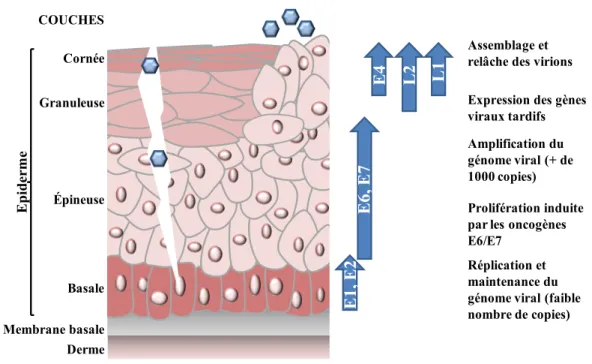 Figure 1.9. Cycle viral des papillomavirus.  