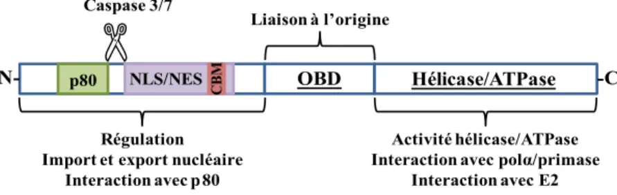 Figure 1.10. Représentation schématique de l’hélicase E1 des papillomavirus.  