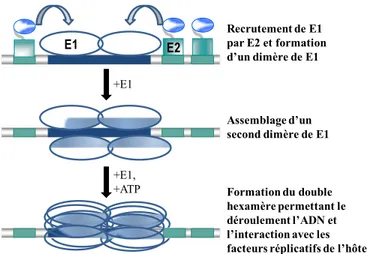 Figure 1.11. Représentation de l’initiation de la réplication chez les papillomavirus