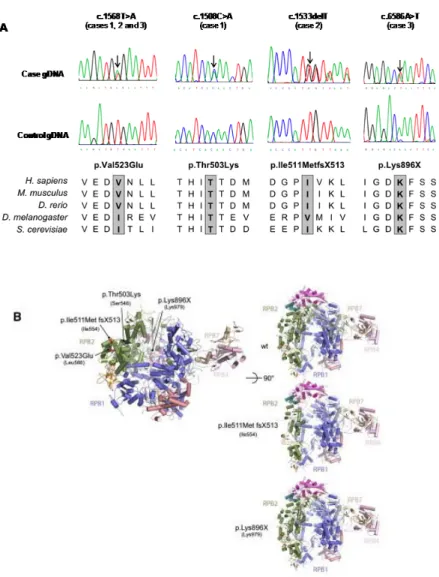 Figure 3: POLR3B mutations. A) Genomic sequence chromatograms and amino acid 