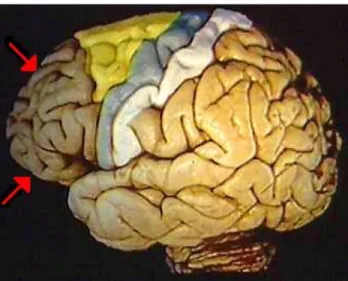 Figure 1. Vue latérale d’un cerveau avec le cortex préfrontal se situant dans une position  antérieure au cortex prémoteur (jaune) et au cortex moteur (bleu)