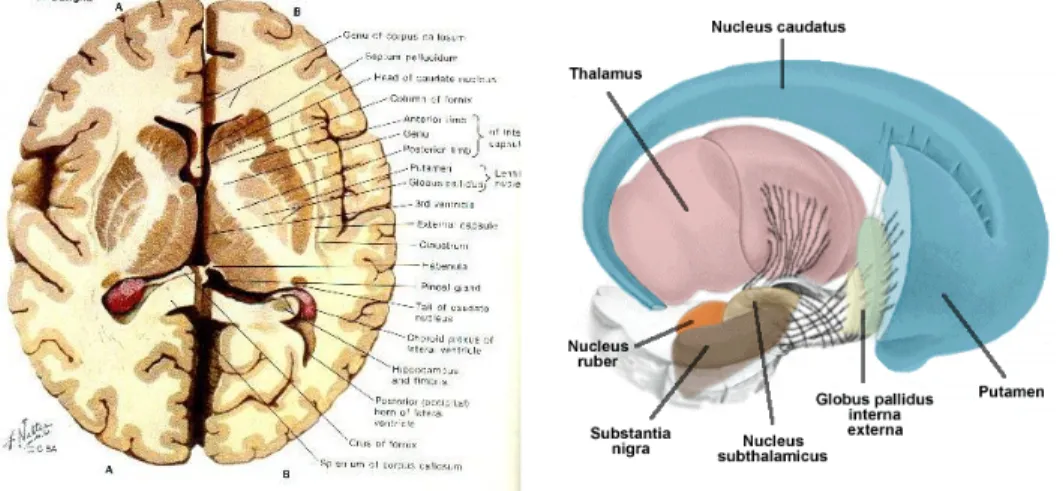 Figure  4.  Organisation  des  noyaux  gris  centraux.  Dans  la  figure  de  gauche,  une  coupe  axiale nous permet de voir les structures sous-corticales