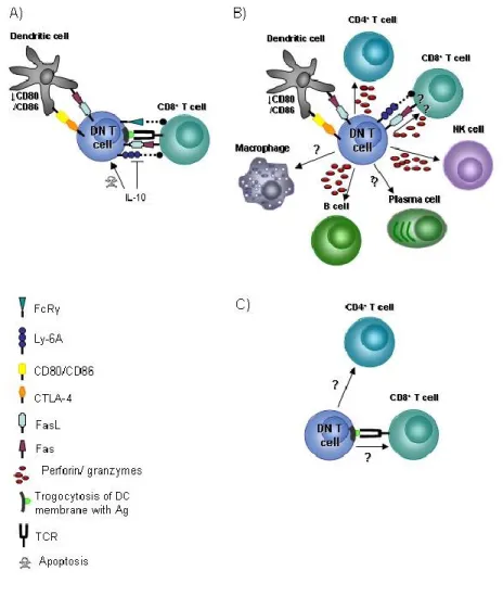Figure 4. The targets and mechanism of action of DN T cells.  TCR transgenic (A),  human (B) and non-transgenic (C) DN T cells target  various cell populations  using  different mechanisms of actions