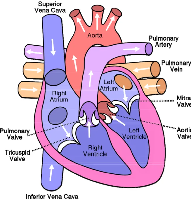 Figure 1: Cross section of the Heart 