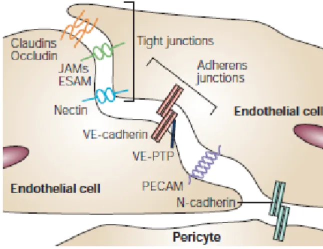Figure 2.  Examples of tight and adherens junctions found in the endothelium.  The movement of blood components via the paracellular route is determined and regulated  by two major types of intercellular junctions:  tight junctions composed of occludins and 