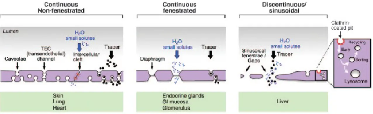 Figure  3.  Types  of  endothelia  and  their  associated  components.  Continuous  non- non-fenestrated  endothelium  is  found  in  the  capillaries  of  the  brain,  retina,  lung  and  skin,  as  well  as  in  veins  and  arteries  and  is  characteriz