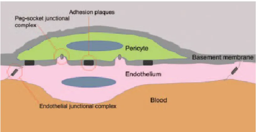 Figure  4.  Endothelial-pericyte  interaction  in  the  microvasculature.  The  pericytes are found embedded in the BM in most vascular beds