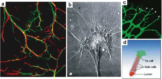 Figure 5. Nerves and vessels follow stereotyped trajectories and share similar cellular  structural  features