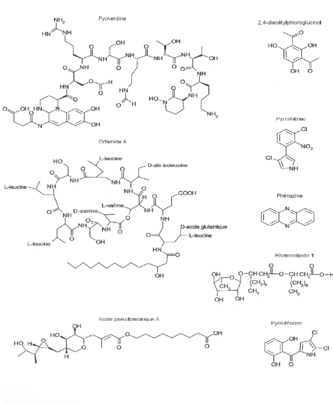 Figure  4  :  Structure  de  certains  des  principaux  facteurs  extracellulaires  produits  par 