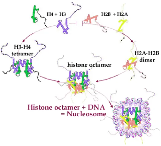 Figure 1.3 : Assemblage de l’octamère d’histones (site nobelprize.org)  