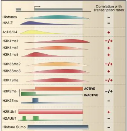 Figure  1.5  :  Distribution  sur  l’ensemble  du  génome  de  la  levure  des  modifications  d’histones et corrélation avec les états de transcription (Li, Carey et al