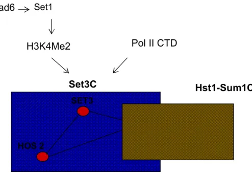 Figure 1.6 : Composition du complexe Set3C et ses différents recrutements 