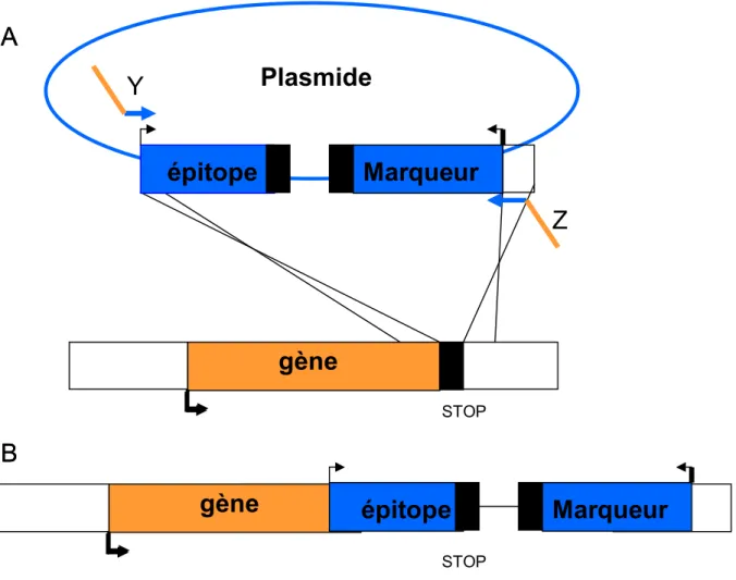 Figure  2.1 :  Insertion  d’un  épitope  par  recombinaison  homologue  chez  la  levure 