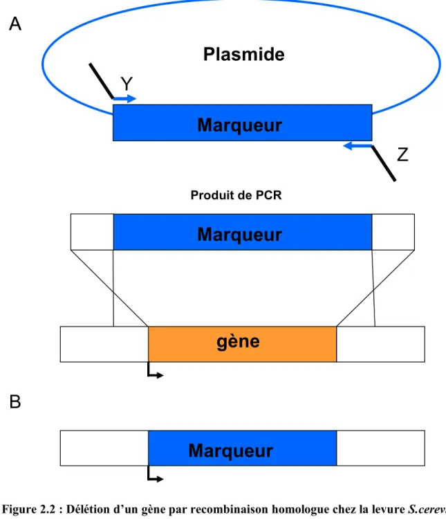 Figure 2.2 : Délétion d’un gène par recombinaison homologue chez la levure S.cerevisiae 