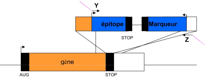 Figure 3.2 : Construction de la cassette contenant l’épitope  