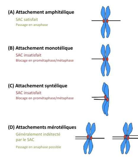 Figure 11 : Modes d’attachement des chromatides sœurs en mitose. 