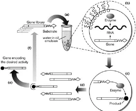 Figure 1.1: Overview of directed evolution  13