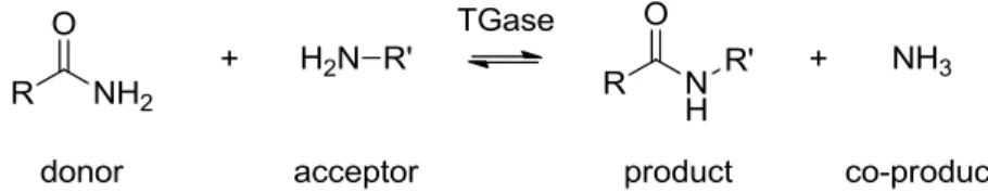 Figure 1.2: Transglutaminase reaction 