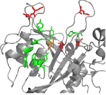 Figure 1.4: Active site of MTG. The reactive cysteine is shown in yellow, acidic residues in red, and aromatics  in green