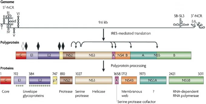 Figure	
  1.	
  4	
   Organisation  génétique  de  la  polyprotéine  et  des  protéines  matures  du  VHC 
