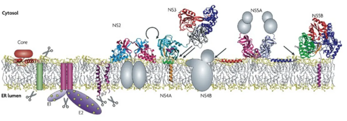 Figure	
  1.	
  5	
   Topologie membranaire et structure des protéines matures du VHC 