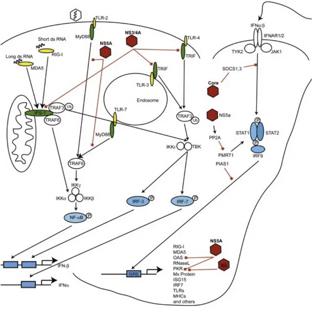Figure	
  1.	
  8	
   Mécanismes de subversion de l’immunité innée par le VHC 