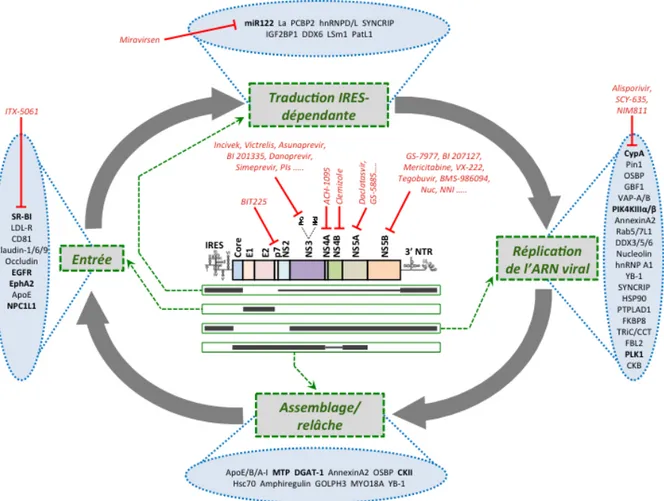 Figure	
  1.	
  9	
   Représentation  du  cycle  viral,  des  facteurs  de  l’hôte  importants  et  des  inhibiteurs en développement 